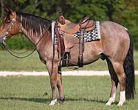 experienced-quarter-horse