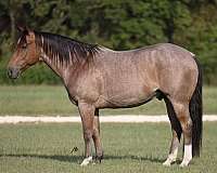 flashy-quarter-horse