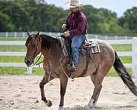 heading-quarter-horse