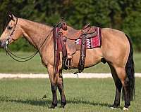 all-around-quarter-horse