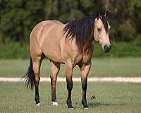 athletic-quarter-horse