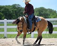 beginner-quarter-horse