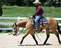 calf-roping-quarter-horse