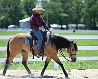 dressage-quarter-horse