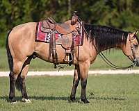 drill-team-quarter-horse