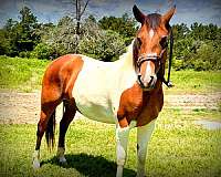 advanced-beginner-horse-paint