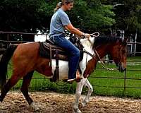 sturdy-mare-paint-horse