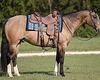 athletic-quarter-horse