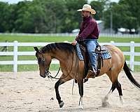 beginner-quarter-horse