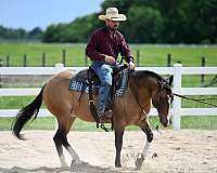 calf-roping-quarter-horse