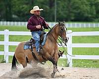 cowboy-mounted-shooting-quarter-horse