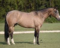 cutting-quarter-horse