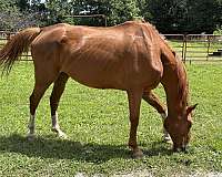 thoroughbred-gelding
