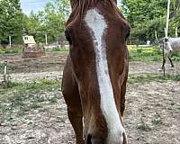 thoroughbred-pony-for-sale
