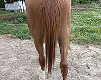 thoroughbred-pony
