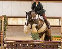 fat-gypsy-vanner-horse