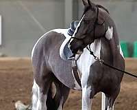 fox-hunting-gypsy-vanner-horse