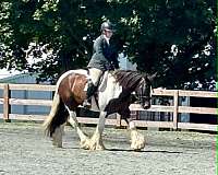 gold-rush-gypsy-vanner-horse