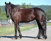 star-horse