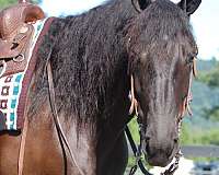black-star-horse