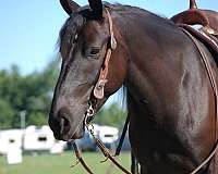unicorn-draft-horse