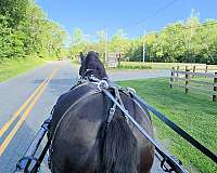 trail-partner-draft-horse