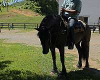 black-draft-horse