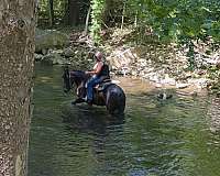 mare-draft-horse