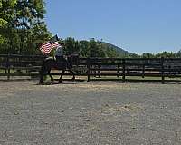 all-around-draft-horse