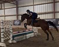 lesson-gelding-yearling