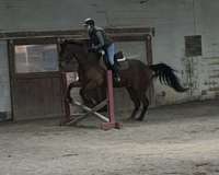 as-is-appendix-horse