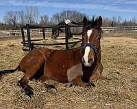 breaking-appendix-horse
