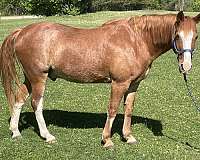 blaze-sock-on-rear-legs-horse