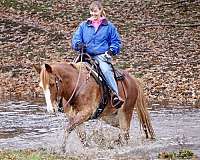 roan-blaze-sock-on-rear-legs-horse
