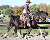 driving-dutch-warmblood-horse