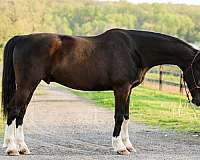 horsemanship-dutch-warmblood-horse