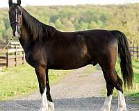 husband-safe-dutch-warmblood-horse