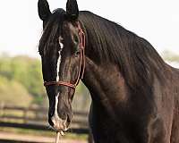 natural-horsemanship-training-dutch-warmblood-horse