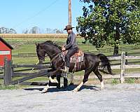 ridden-english-dutch-warmblood-horse