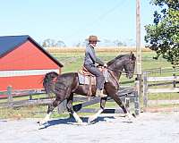 ridden-western-dutch-warmblood-horse