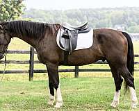 trail-riding-dutch-warmblood-horse