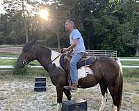morgan-horse-for-sale