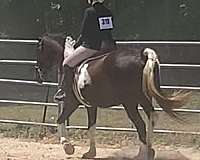 morgan-horse