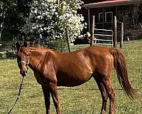 beginner-saddlebred-tennessee-walking-horse