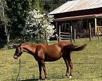 saddlebred-tennessee-walking-horse