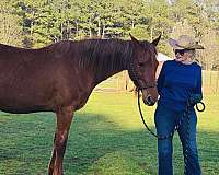 saddlebred-tennessee-walking