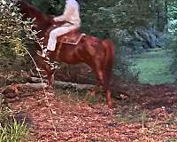 saddlebred-tennessee-walking-horse-for-sale