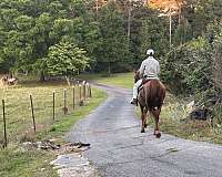tennessee-walking-horse-for-sale