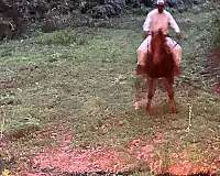 tennessee-walking-mare