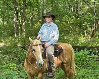 ridden-western-quarter-horse